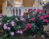 Отель Морской Бриз (Сочи)